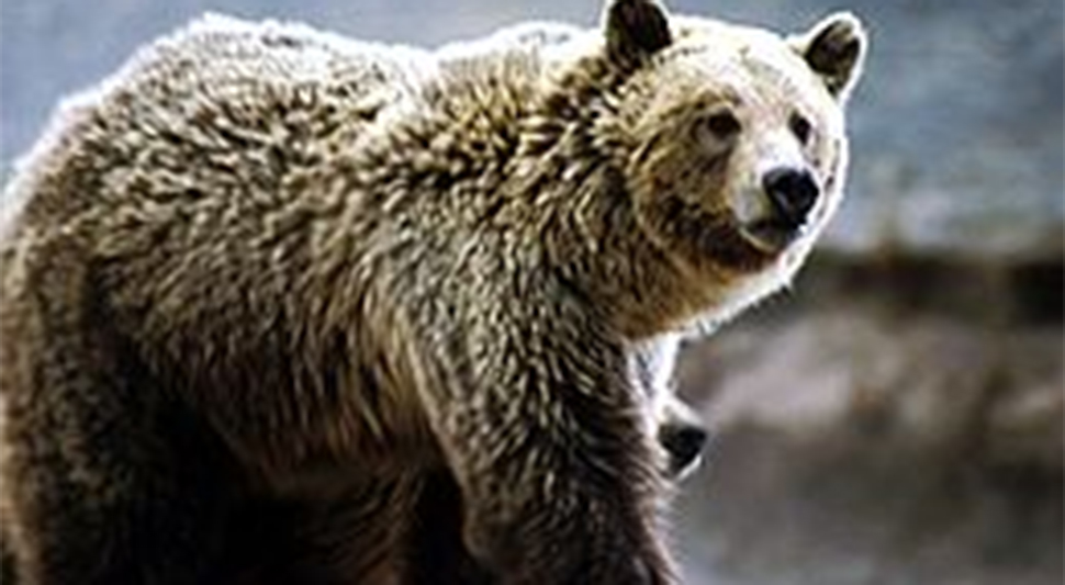 grizli wikipedia.jpg